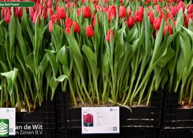 Tulipa Red Power (1)